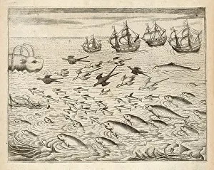 Whales: FISH SEEN NEAR INDIA