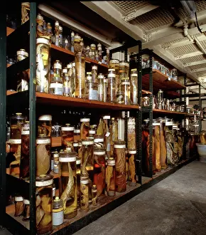 Ethyl: Fish Specimens in the Spirit Building