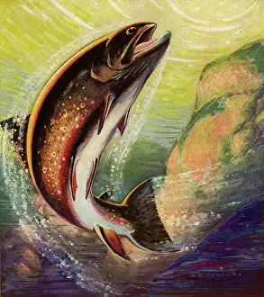 Speckled: Fish Takes the Bait