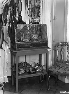 Focal: FISH TANK