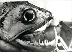 Hitherto: Fish with teeth caught in remote Brazilian river
