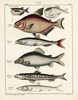 Smelt: Fish varieties