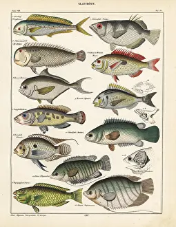 Pearly: Fish varieties