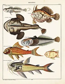 Allgemeine: Fish varieties