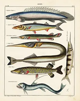Allgemeine: Fish varieties