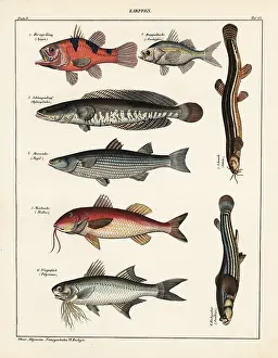 Mullet: Fish varieties