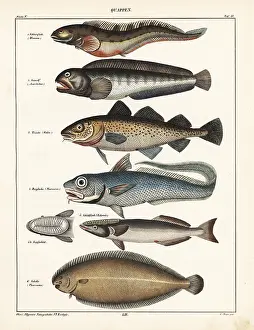 Fish varieties