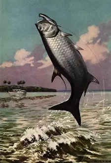 Hooked: Fish out of Water