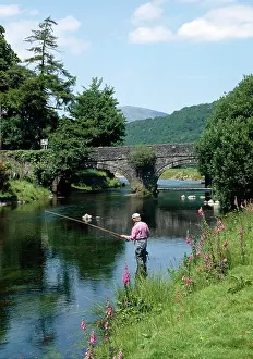 Foxgloves: Fisherman