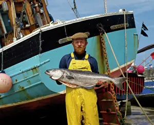 Coley: Fisherman with large coley fish, St Ives, Cornwall