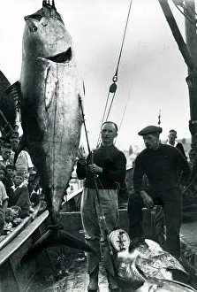 Sara Haggerty: Fisherman with a mate with a catch of giant tuna