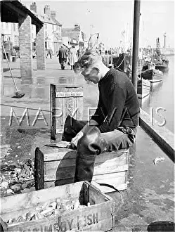 Quiff: FISHERMAN PREPARING BAIT