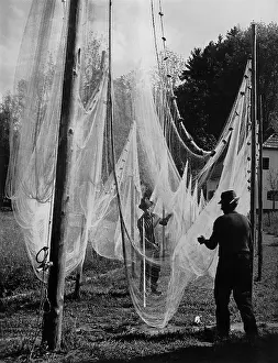 Salzkammergut: Fisherman while unclamping the net, 1938