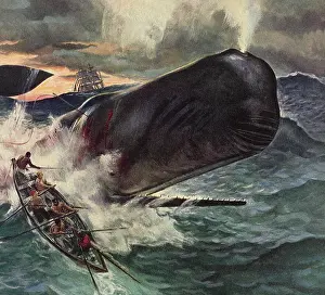 Whales: Fishermen attack Giant Whale