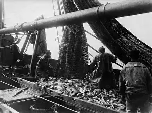Troughs: Fishermen take in their catch