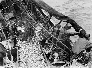 Troughs: Fishermen take in their catch