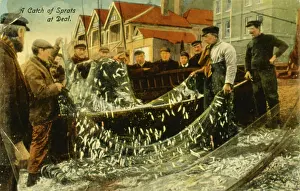 Sprats: Fishermen with a catch of sprats at Deal, Kent