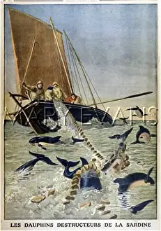 Porpoises: FISHERMEN/DOLPHIN PROBS