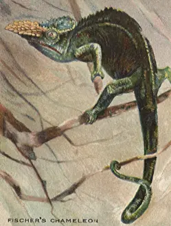 Chameleon: Fisher's Chameleon