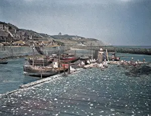 Gulls: Fishing boats on a beach