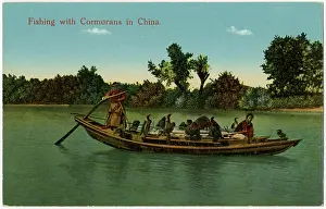 Cormorant: Fishing with cormorants - China