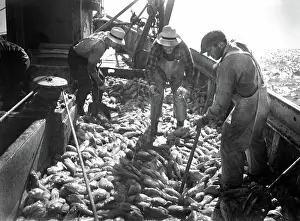 Liberman: Fishing - fishermen - occupations - Gloucester
