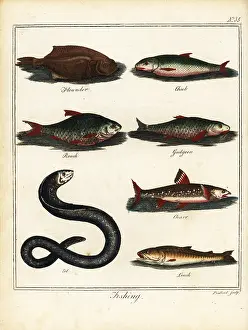 Chub: Fishing: flounder, chub, roach, gudgeon, charr, eel, loach