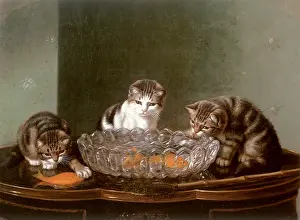 Goldfish: The Fishing Party