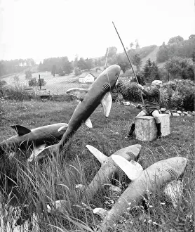 Foolish: Fishing for sharks in the yard