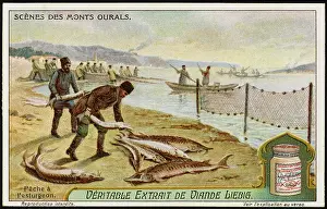 Sturgeon: FISHING FOR STURGEON