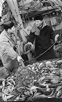 Seiner: Fishing in Tatar Strait