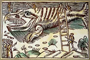 Peeling: fishing, whaling, peeling of a stranded whale