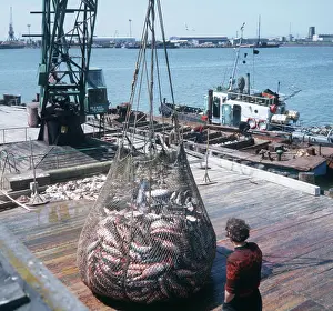 Kamchatka: Fishing yield in Ust-Kamchatsk, 1984