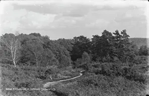 Pines: Fittleworth Common