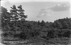 Fittleworth: Fittleworth Common Landscape