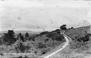 Shrubs: Fittleworth Common Pathway