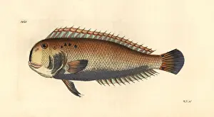 Wrasse: Five-finger wrasse, Iniistius pentadactylus