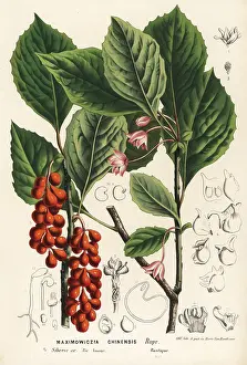 Chinensis: Five-flavor berry, Schisandra chinensis