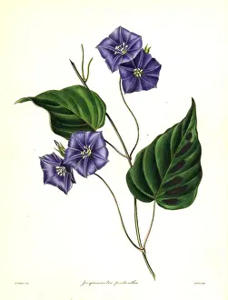 Nevitt: Five-flowered jacquemontia, Jacquemontia pentathos