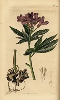 Weddell: five-leaflet bitter-cress or showy toothwort