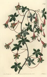 Nasturtium: Five-leaved tropaeoleum, Tropaeoleum pentaphyllum