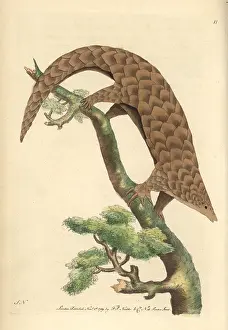 Anteater: Five-toed manis, Chinese pangolin, or scaly