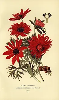 Dijon: Flame anemone, Anemone hortensis