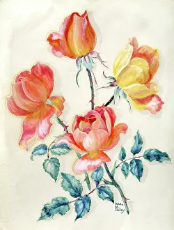 Coley: Flame coloured roses Sun Burst