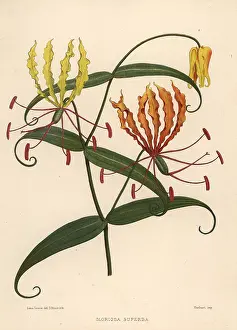Ninian: Flame lily, Gloriosa superba