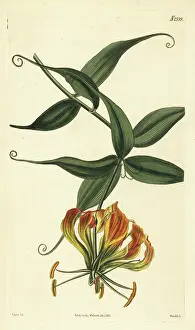 John Curtis: Flame lily, Gloriosa superba