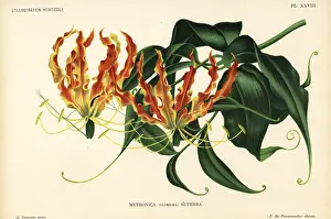 Gloriosa: Flame lily, Gloriosa superba