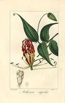 Bessa: Flame lily, Gloriosa superba
