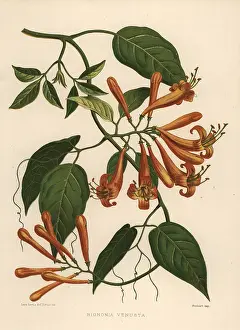 Ninian: Flamevine, Pyrostegia venusta