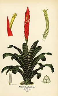 Splendens: Flaming sword, Vriesea splendens
